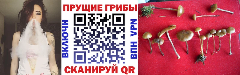 Купить закладки  Навашино  Галлюциногенные грибы MAGIC MUSHROOMS 